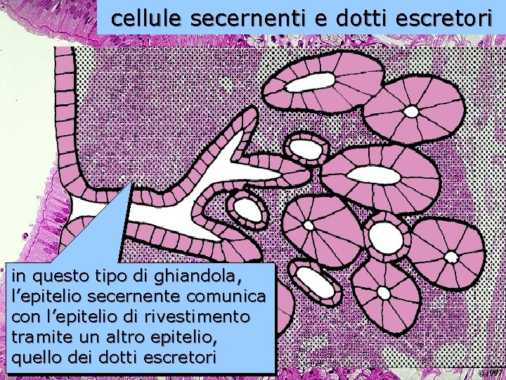 cellule secernenti e dotti escretori in questo tipo di ghiandola, l’epitelio secernente comunica con
