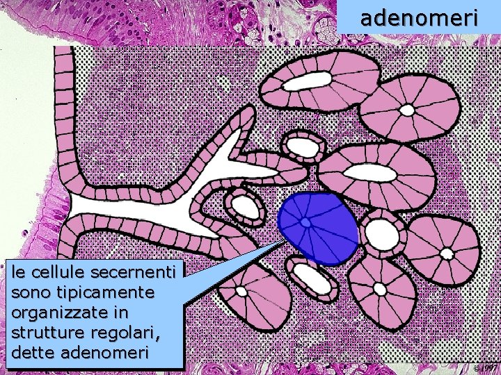 adenomeri le cellule secernenti sono tipicamente organizzate in strutture regolari, dette adenomeri 