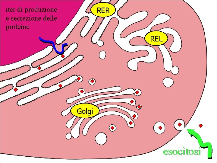 iter di produzione e secrezione delle proteine RER REL Golgi esocitosi 