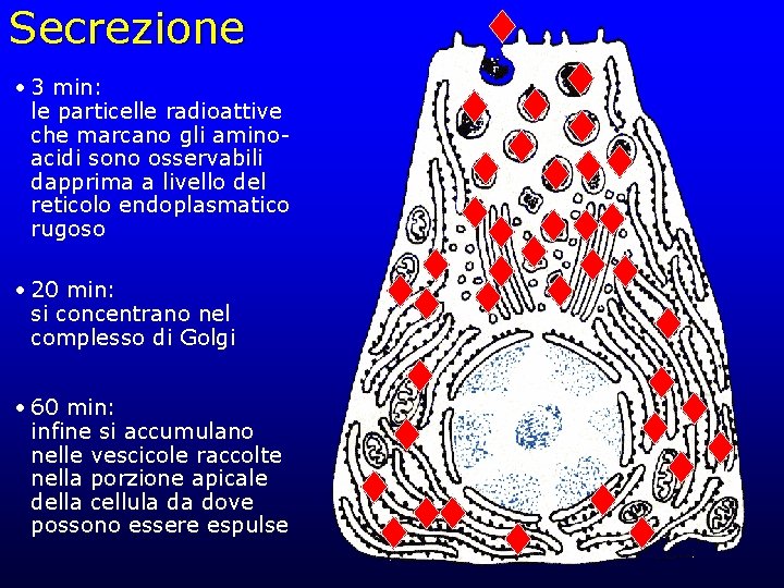 Secrezione • 3 min: le particelle radioattive che marcano gli aminoacidi sono osservabili dapprima