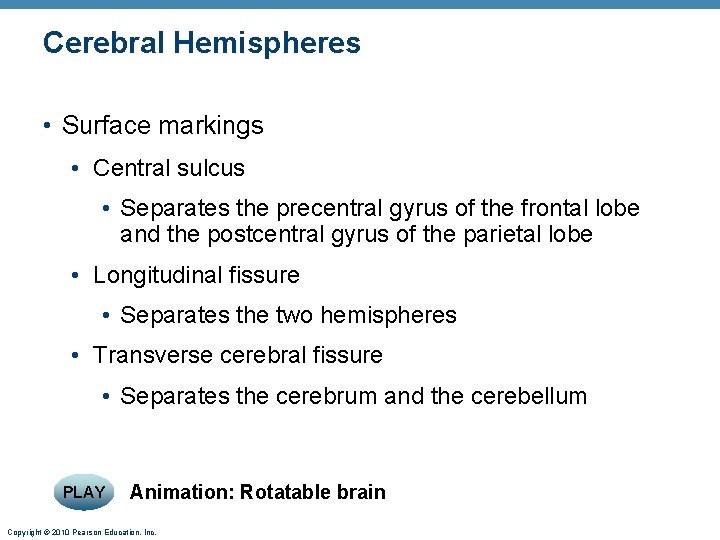 Cerebral Hemispheres • Surface markings • Central sulcus • Separates the precentral gyrus of