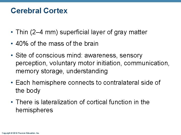 Cerebral Cortex • Thin (2– 4 mm) superficial layer of gray matter • 40%