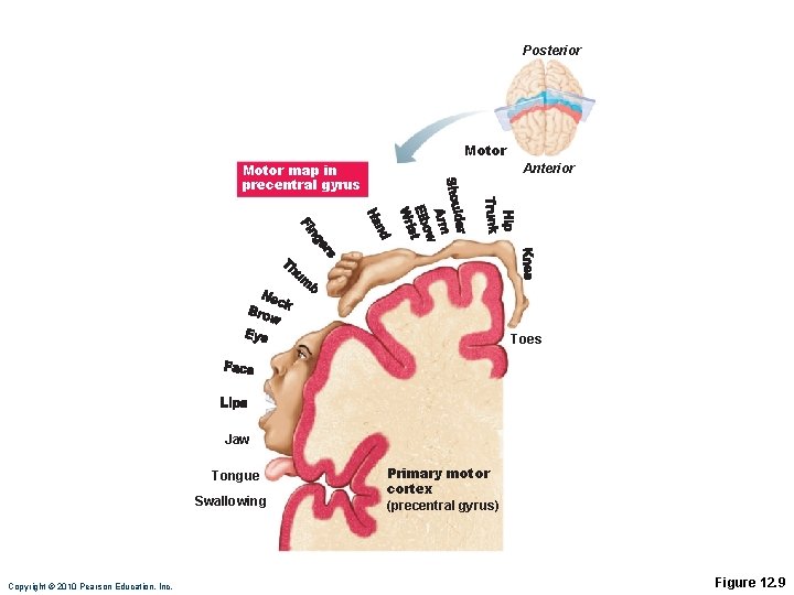 Posterior Motor map in precentral gyrus Anterior Toes Jaw Tongue Swallowing Copyright © 2010