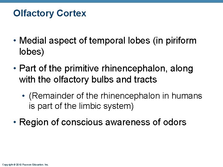 OIfactory Cortex • Medial aspect of temporal lobes (in piriform lobes) • Part of