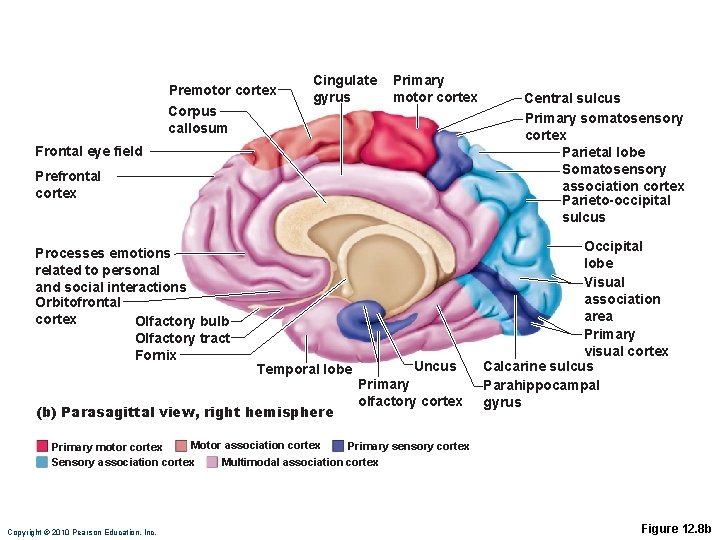 Premotor cortex Corpus callosum Cingulate gyrus Primary motor cortex Frontal eye field Prefrontal cortex