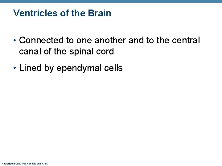 Ventricles of the Brain • Connected to one another and to the central canal