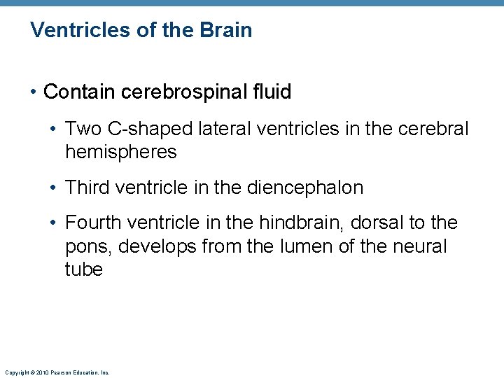 Ventricles of the Brain • Contain cerebrospinal fluid • Two C-shaped lateral ventricles in