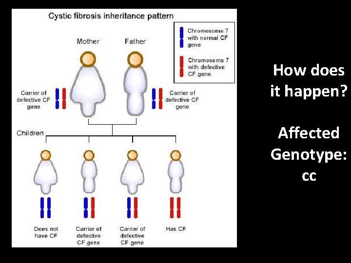 How does it happen? Affected Genotype: cc 