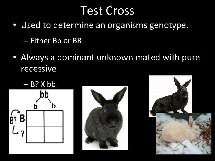 Test Cross • Used to determine an organisms genotype. – Either Bb or BB
