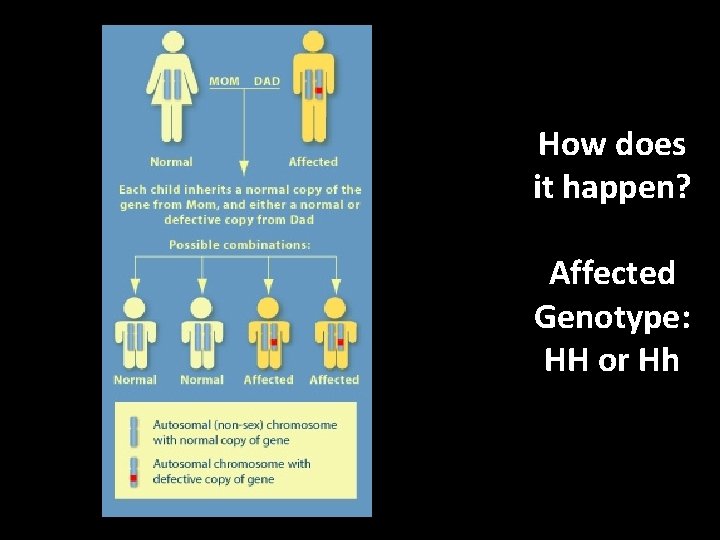 How does it happen? Affected Genotype: HH or Hh 