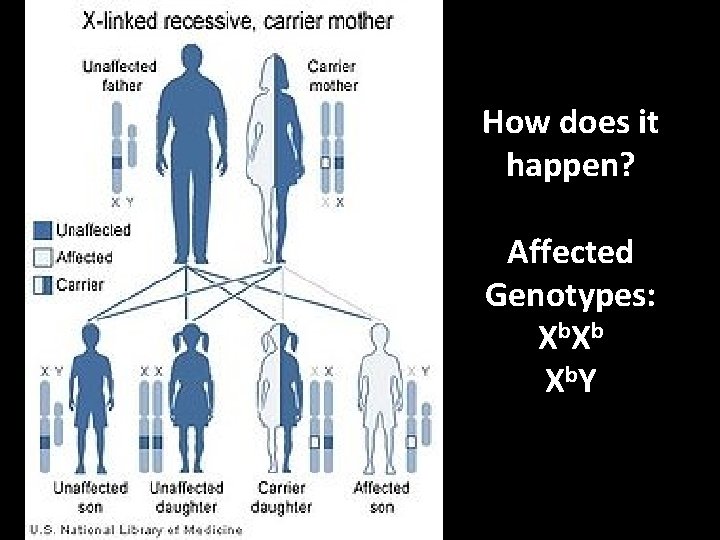 How does it happen? Affected Genotypes: X b. Y 