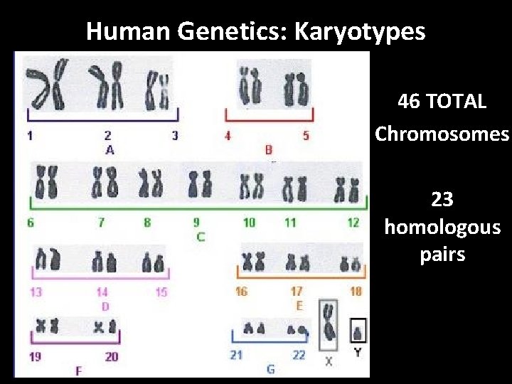 Human Genetics: Karyotypes 46 TOTAL Chromosomes 23 homologous pairs 