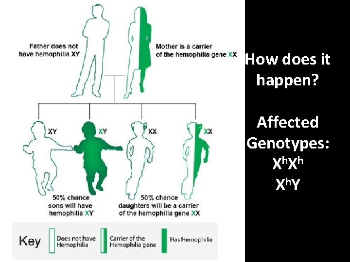 How does it happen? Affected Genotypes: X h. Y 