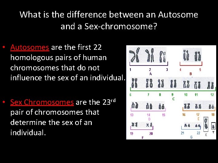 What is the difference between an Autosome and a Sex-chromosome? • Autosomes are the