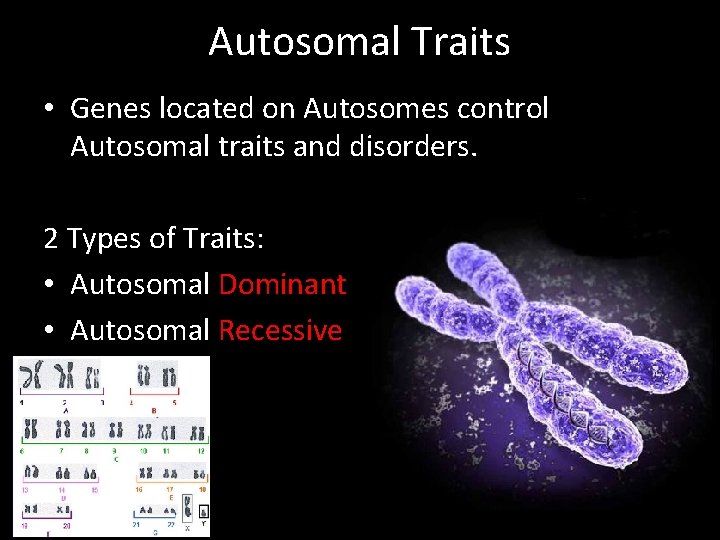 Autosomal Traits • Genes located on Autosomes control Autosomal traits and disorders. 2 Types