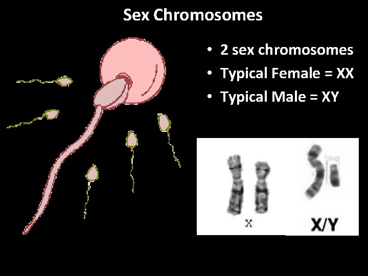 Sex Chromosomes • 2 sex chromosomes • Typical Female = XX • Typical Male