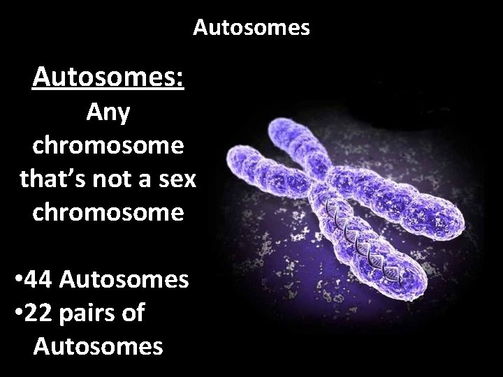 Autosomes: Any chromosome that’s not a sex chromosome • 44 Autosomes • 22 pairs