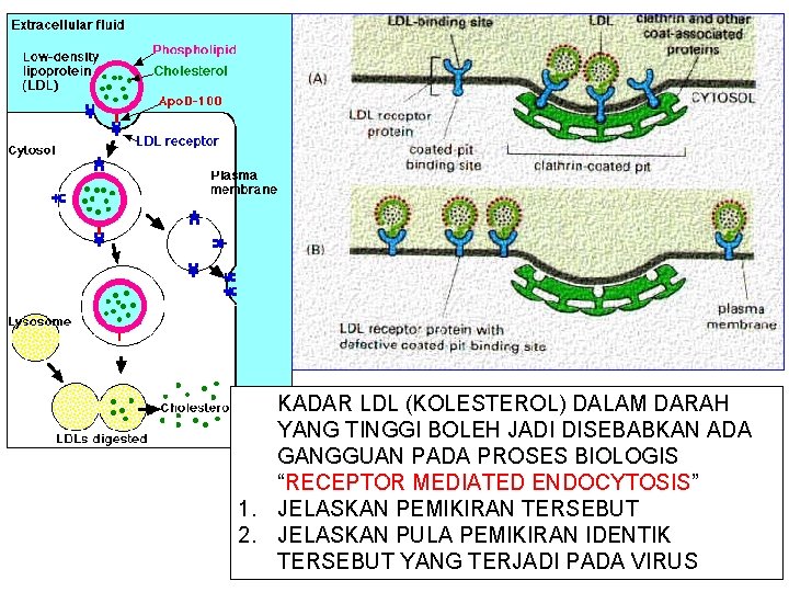 KADAR LDL (KOLESTEROL) DALAM DARAH YANG TINGGI BOLEH JADI DISEBABKAN ADA GANGGUAN PADA PROSES