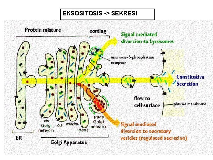 EKSOSITOSIS -> SEKRESI 