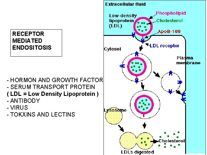 RECEPTOR MEDIATED ENDOSITOSIS - HORMON AND GROWTH FACTOR - SERUM TRANSPORT PROTEIN ( LDL