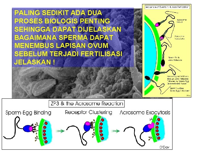 PALING SEDIKIT ADA DUA PROSES BIOLOGIS PENTING SEHINGGA DAPAT DIJELASKAN BAGAIMANA SPERMA DAPAT MENEMBUS