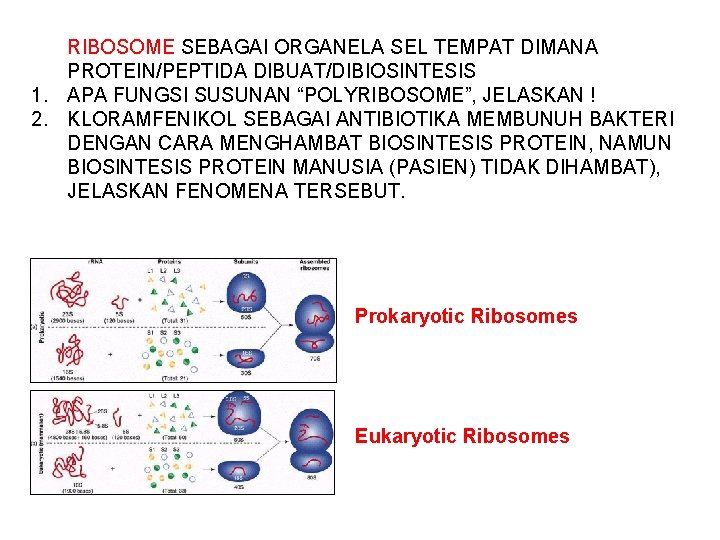 RIBOSOME SEBAGAI ORGANELA SEL TEMPAT DIMANA PROTEIN/PEPTIDA DIBUAT/DIBIOSINTESIS 1. APA FUNGSI SUSUNAN “POLYRIBOSOME”, JELASKAN