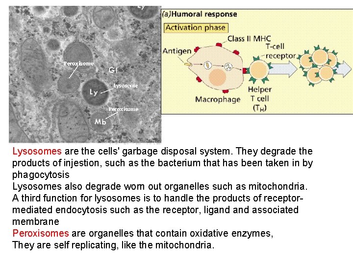 Lysosomes are the cells' garbage disposal system. They degrade the products of injestion, such