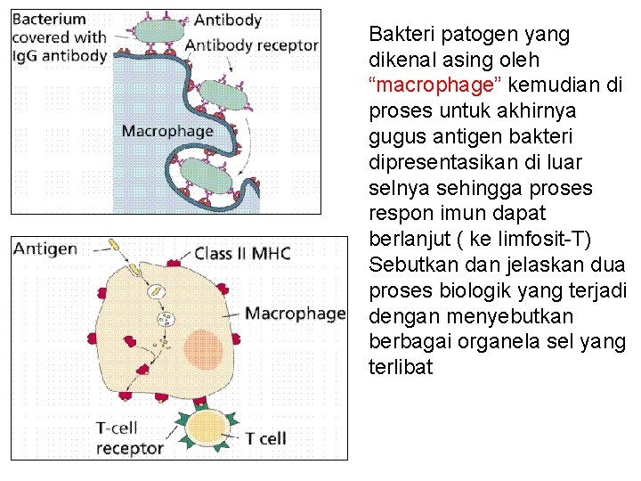 Bakteri patogen yang dikenal asing oleh “macrophage” kemudian di proses untuk akhirnya gugus antigen