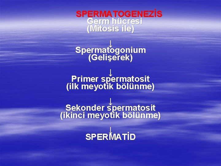 SPERMATOGENEZİS Germ hücresi (Mitosis ile) ↓ Spermatogonium (Gelişerek) ↓ Primer spermatosit (ilk meyotik bölünme)
