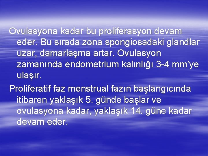 Ovulasyona kadar bu proliferasyon devam eder. Bu sırada zona spongiosadaki glandlar uzar, damarlaşma artar.