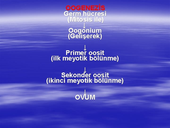 OOGENEZİS Germ hücresi (Mitosis ile) ↓ Oogonium (Gelişerek) ↓ Primer oosit (ilk meyotik bölünme)