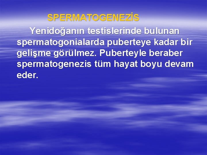 SPERMATOGENEZİS Yenidoğanın testislerinde bulunan spermatogonialarda puberteye kadar bir gelişme görülmez. Puberteyle beraber spermatogenezis tüm