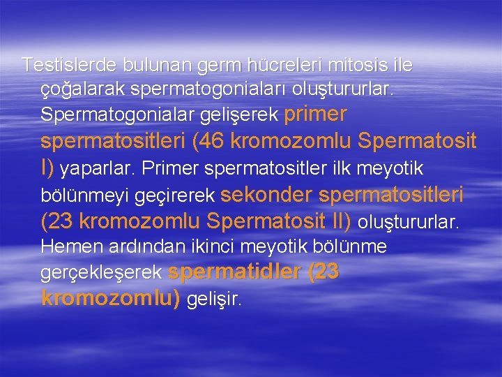 Testislerde bulunan germ hücreleri mitosis ile çoğalarak spermatogoniaları oluştururlar. Spermatogonialar gelişerek primer spermatositleri (46