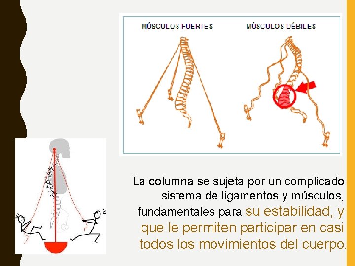 La columna se sujeta por un complicado sistema de ligamentos y músculos, fundamentales para La columna se sujeta por un complicado sistema de ligamentos y músculos, fundamentales para