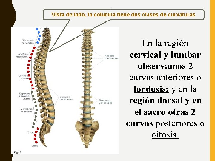 Vista de lado, la columna tiene dos clases de curvaturas En la región cervical Vista de lado, la columna tiene dos clases de curvaturas En la región cervical