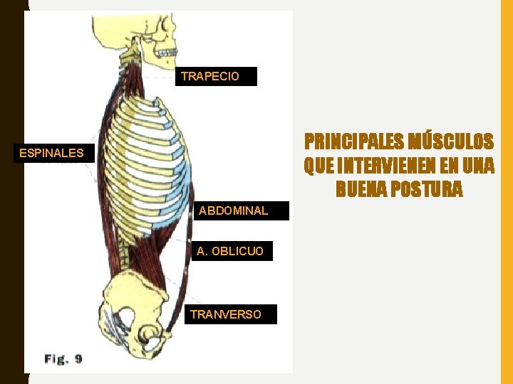 TRAPECIO PRINCIPALES MÚSCULOS QUE INTERVIENEN EN UNA BUENA POSTURA ESPINALES ABDOMINAL A. OBLICUO TRANVERSO TRAPECIO PRINCIPALES MÚSCULOS QUE INTERVIENEN EN UNA BUENA POSTURA ESPINALES ABDOMINAL A. OBLICUO TRANVERSO