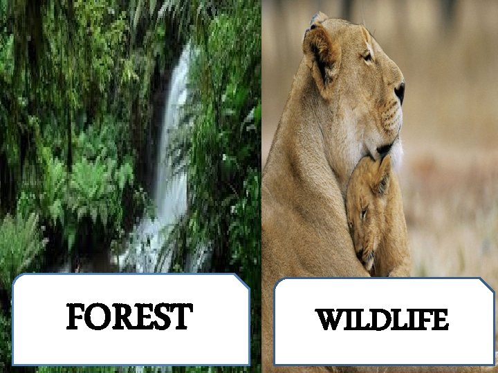 FOREST WILDLIFE FOREST WILDLIFE
