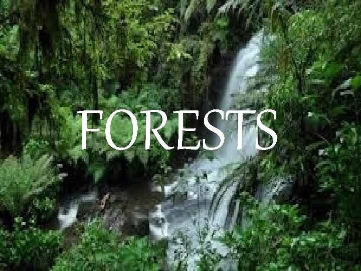 FORESTS FORESTS