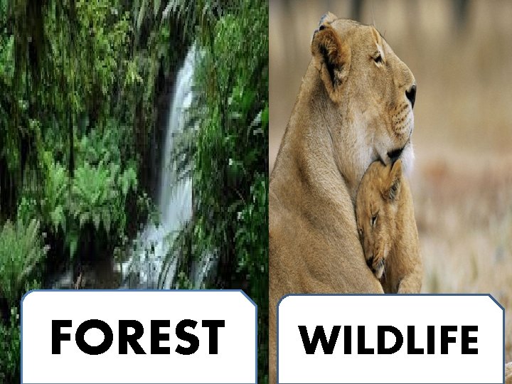 FOREST WILDLIFE FOREST WILDLIFE
