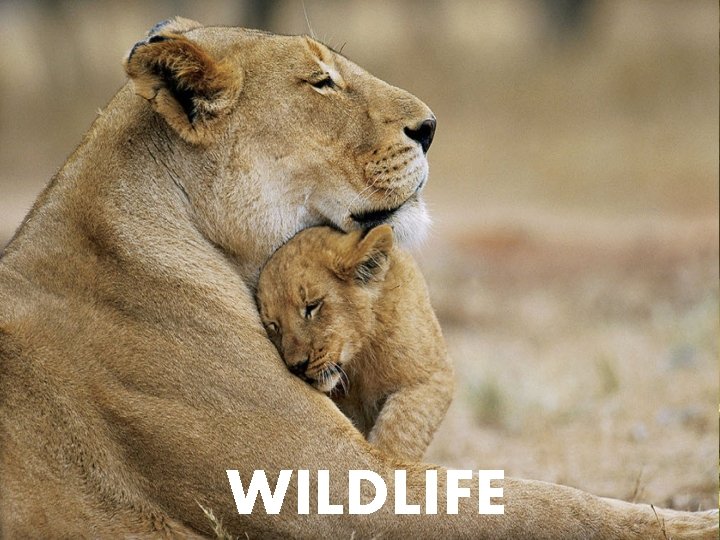 WILDLIFE WILDLIFE