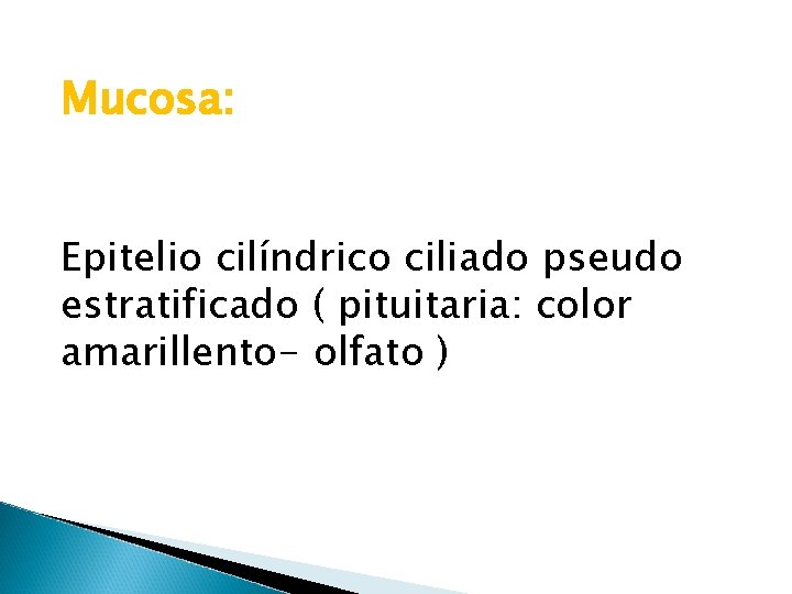Mucosa: Epitelio cilíndrico ciliado pseudo estratificado ( pituitaria: color amarillento- olfato ) 