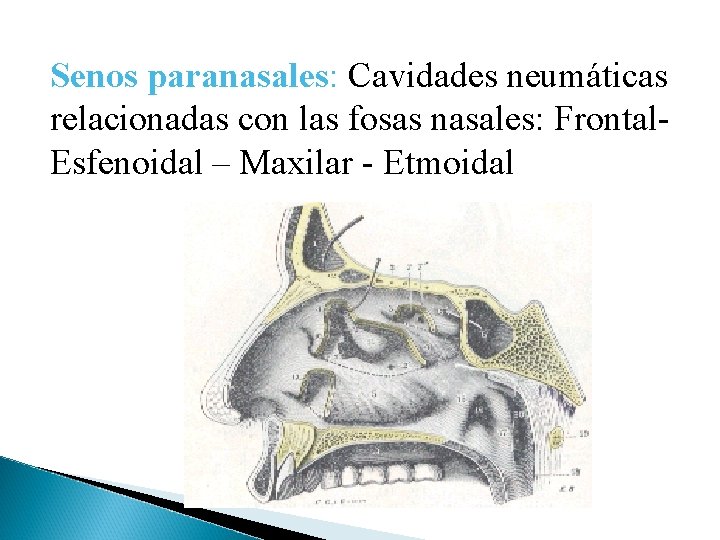 Senos paranasales: Cavidades neumáticas relacionadas con las fosas nasales: Frontal. Esfenoidal – Maxilar -