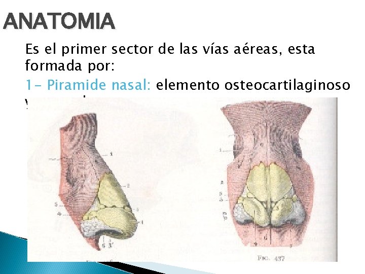 ANATOMIA Es el primer sector de las vías aéreas, esta formada por: 1 -