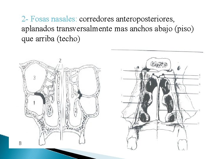 2 - Fosas nasales: corredores anteroposteriores, aplanados transversalmente mas anchos abajo (piso) que arriba