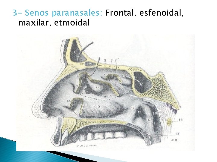 3 - Senos paranasales: Frontal, esfenoidal, maxilar, etmoidal 