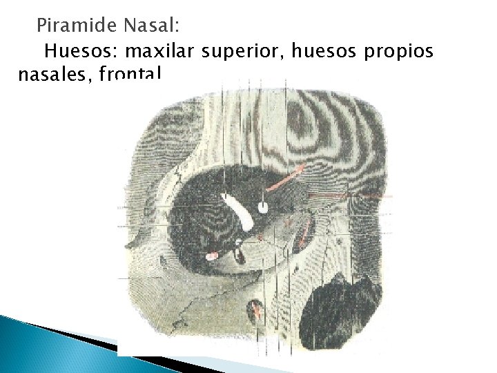 Piramide Nasal: Huesos: maxilar superior, huesos propios nasales, frontal 