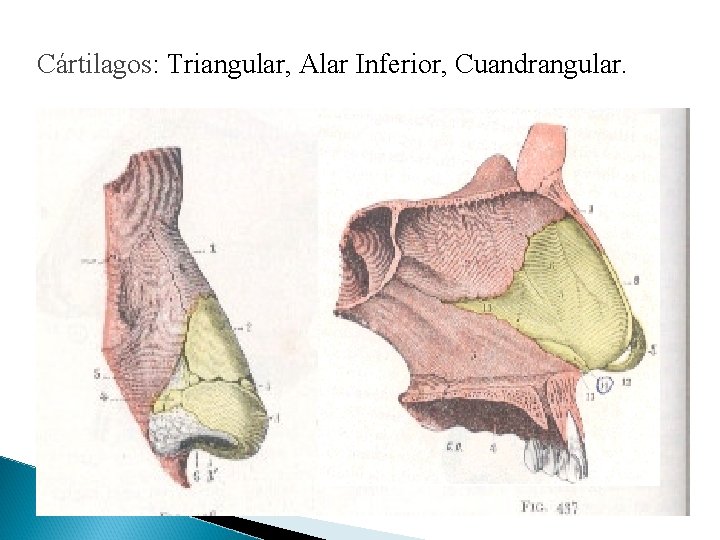 Cártilagos: Triangular, Alar Inferior, Cuandrangular. 