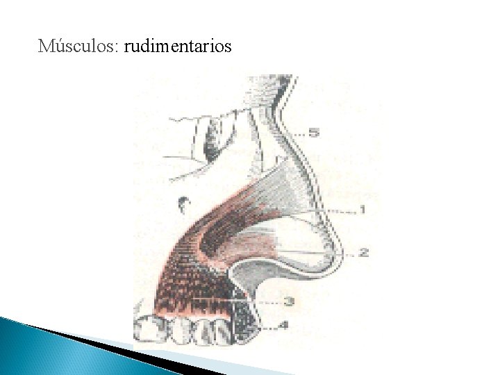 Músculos: rudimentarios 