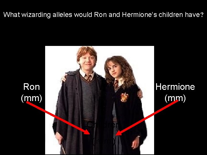 What wizarding alleles would Ron and Hermione’s children have? Ron (mm) Hermione (mm) Children