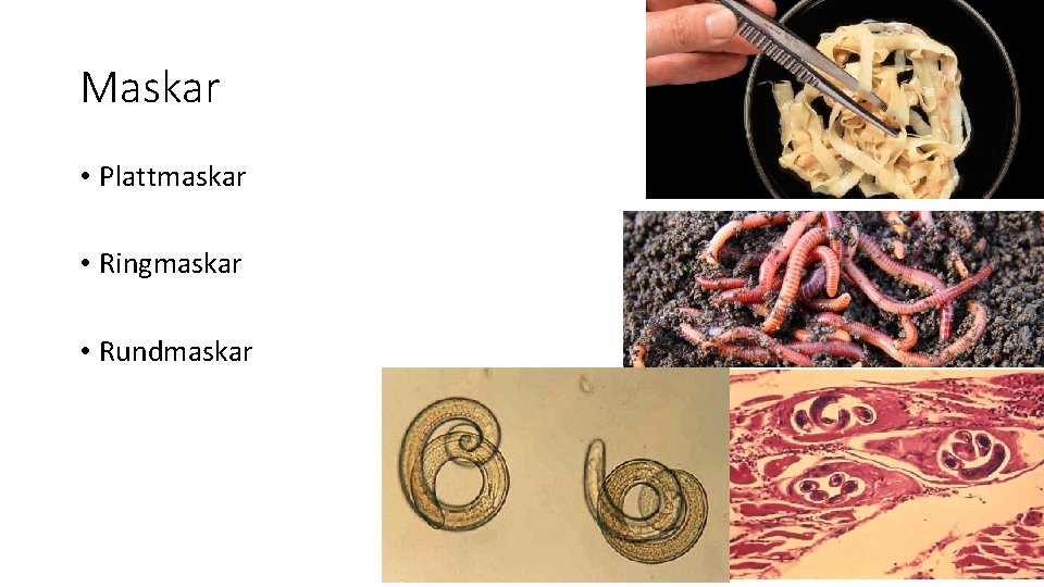 Maskar • Plattmaskar • Ringmaskar • Rundmaskar 